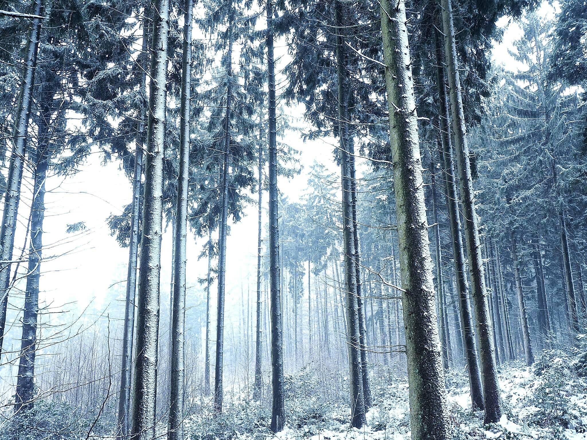 Winter Wonderland5